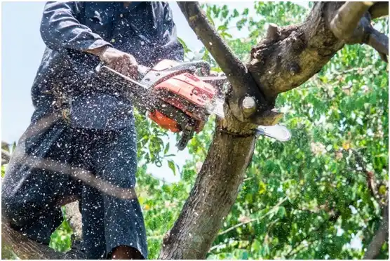 tree services Bay View